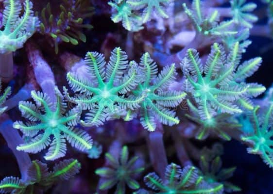 Neon Clove Polyps