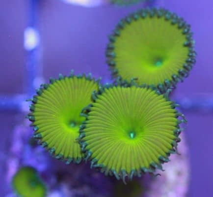 Nuclear Green Paly