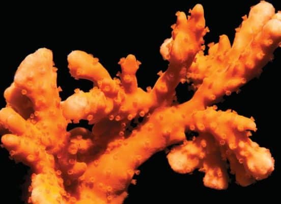 Orange Setosa