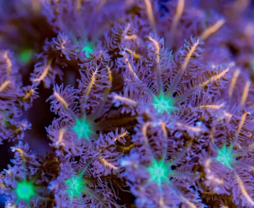 Papaya Clove Polyps