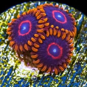 Red Hornet Zoanthids