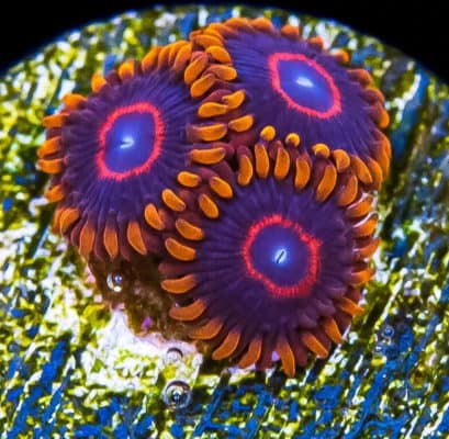 Red Hornet Zoanthids