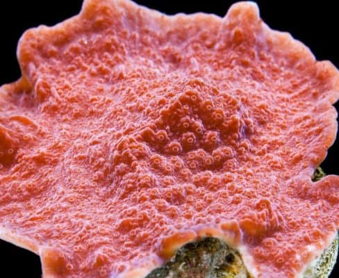Red Plating Montipora