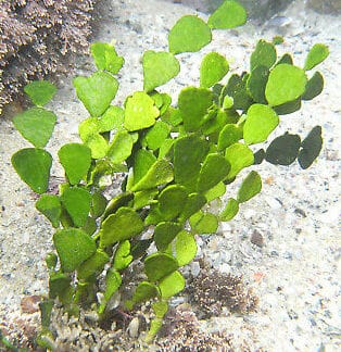 Halimeda Algae
