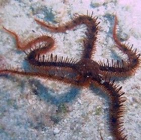 Serpent Sea Star,Tiger Striped