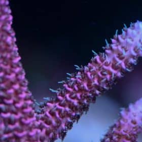 Sniper's Bubblegum Millepora Acro