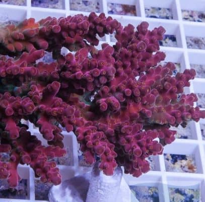 Farmer Red Stag Acro