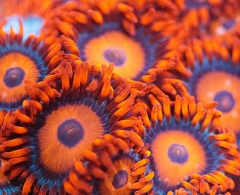 TEQUILA SUNRISE ZOA