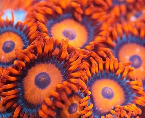 TEQUILA SUNRISE ZOA
