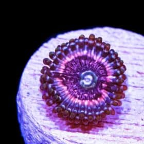 Pink Zippers Zoanthids