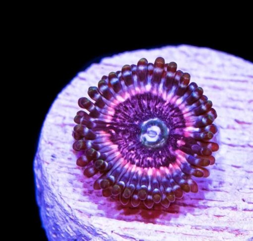 Pink Zippers Zoanthids