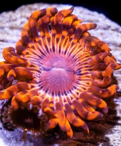 Aztec Sundials Zoanthids