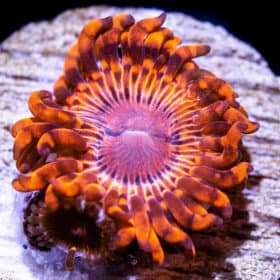 Aztec Sundials Zoanthids