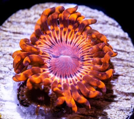 Aztec Sundials Zoanthids