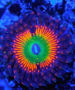 Bowser Zoanthids