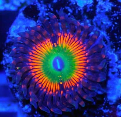 Bowser Zoanthids