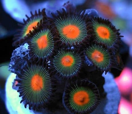 Gorilla Nipples Zoanthids