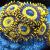 LA Lakers Zoanthid