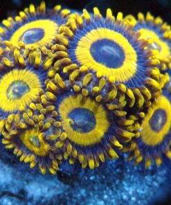 LA Lakers Zoanthid