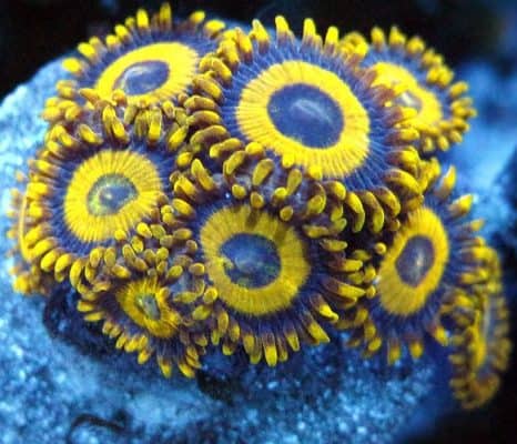 LA Lakers Zoanthid