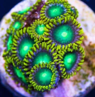 Green Dragon Eye Zoanthid