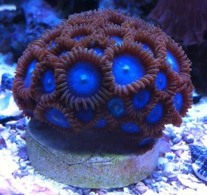 Tubbs Blue Zoanthids