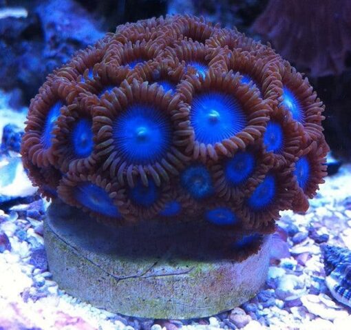 Tubbs Blue Zoanthids