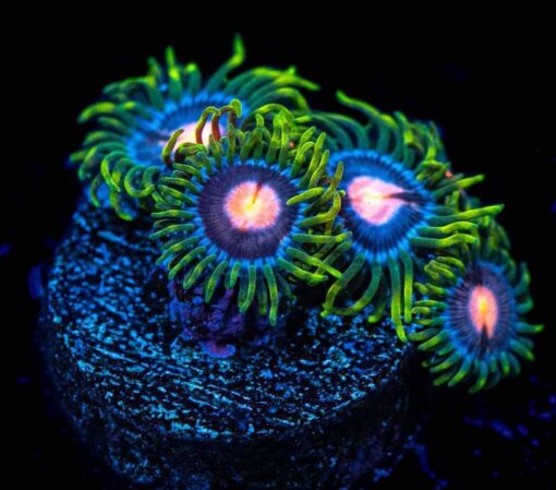 Bumble Bee Zoanthids