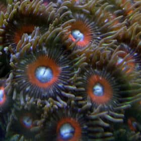 Black Cherry Zoanthids