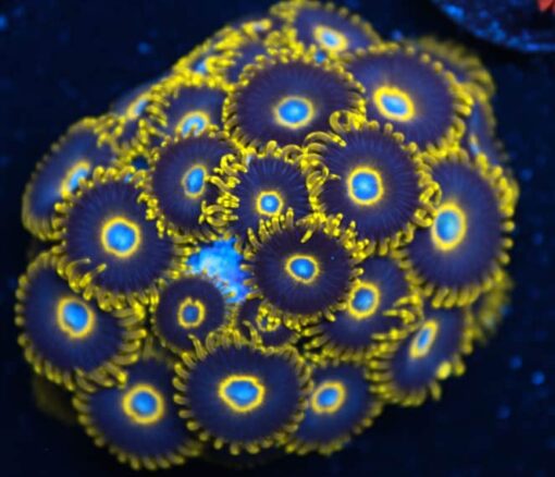 Black Hornet Zoanthid