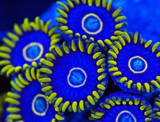 Blue Hornet Zoanthid