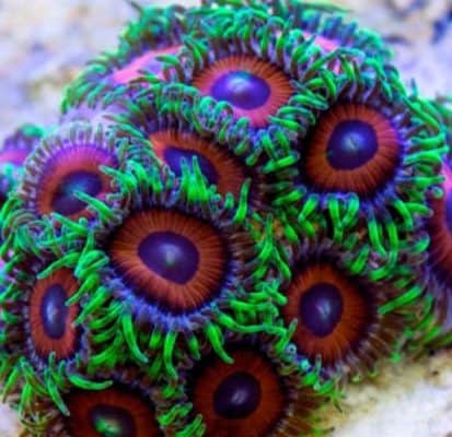 Eagle Eye Zoanthid