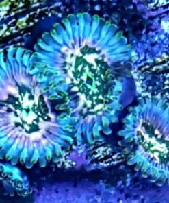 Gaia Zoanthids