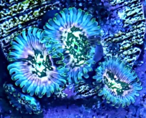 Gaia Zoanthids