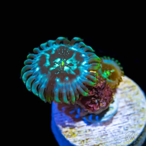 Gaia Zoanthids - Image 2