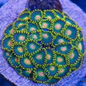 Green Bay Packers Zoanthids