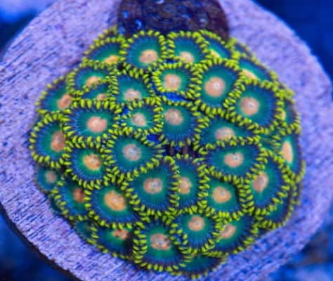 Green Bay Packers Zoanthids