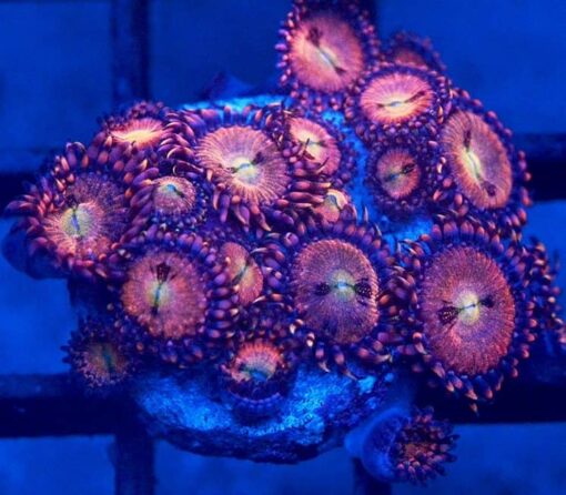 Halle Berry Zoanthids