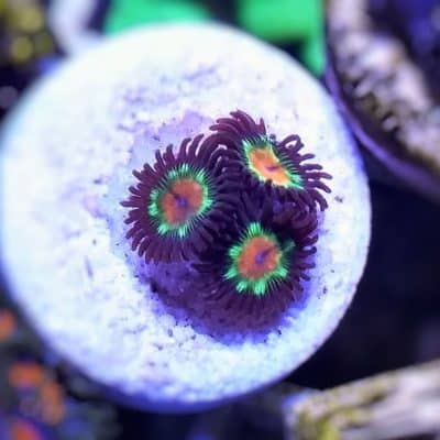 Little Star Zoanthid