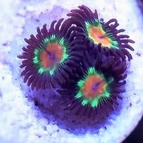 Little Star Zoanthid