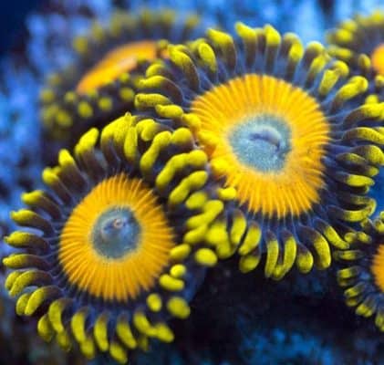 Scrambled Egg Zoanthids