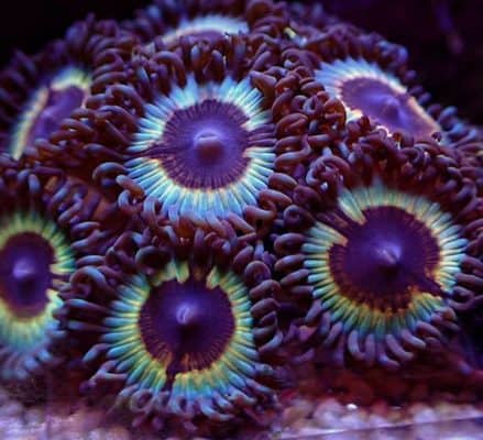Vampire In Drag Zoanthids