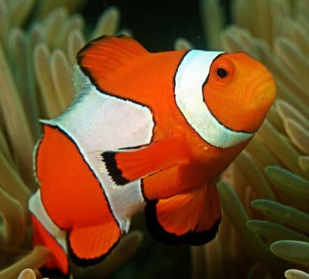Ocellaris - Percula Clownfish