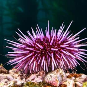 Purple Short Spine Pin Cushion Urchin