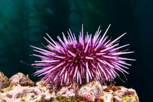 Purple Short Spine Pin Cushion Urchin