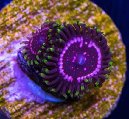Taser Zoanthid