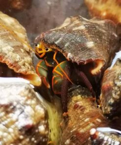 Hermit Crab - Japanese