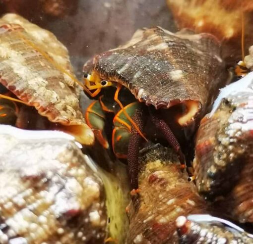 Hermit Crab - Japanese