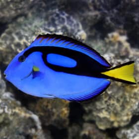 Blue Tang - Dory