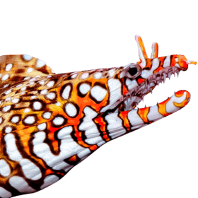 Japanese Dragon Eel